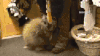 豪猪