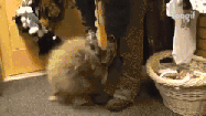 豪豬